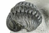 Beautiful Cluster of Pedinopariops Trilobites - Mrakib, Morocco #287721-10